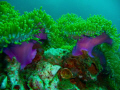   Magnificent Anemone. Anemone Reef Thailand South Phuket Andaman Sea. Shallow water shot taken Panasonic LUMIX DMCTZ15 compact camera Housing DMWMCTZ5 January 2010 when diving Scuba Cat Diving. Sea DMC-TZ15 DMC TZ15 (DMW-MCTZ5) (DMWMCTZ5) (DMW MCTZ5)  
